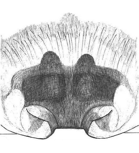species