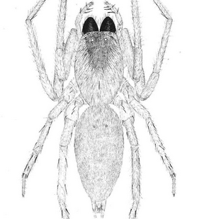 species