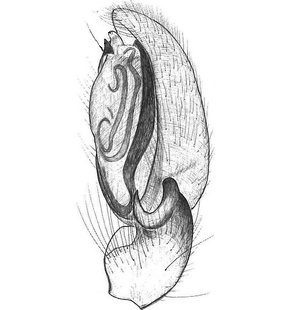 species