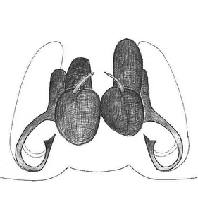species