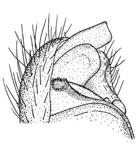 speciesimage