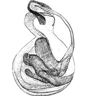 speciesimage