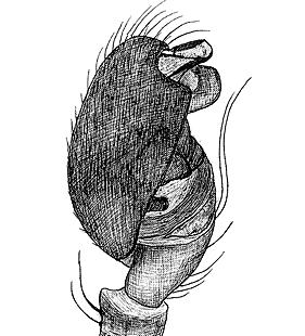 speciesimage
