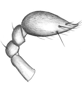 species