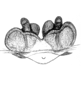 speciesimage