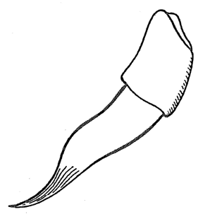 speciesimage