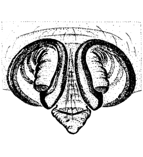 speciesimage