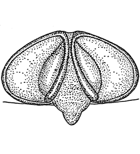 speciesimage