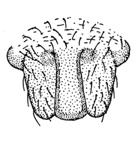 speciesimage
