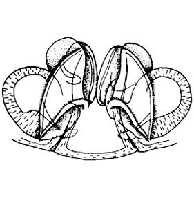 speciesimage