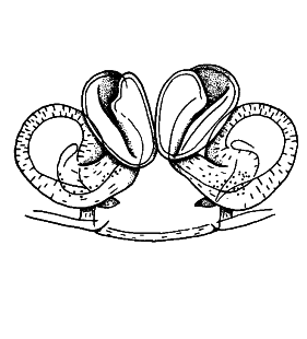 speciesimage