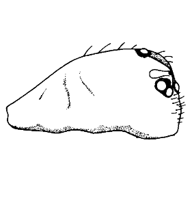 speciesimage