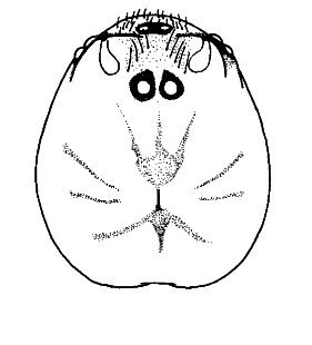 speciesimage