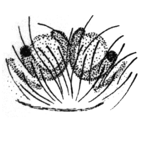speciesimage