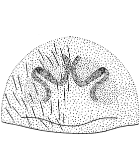 speciesimage