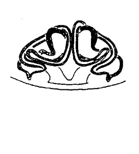 speciesimage