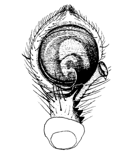 speciesimage