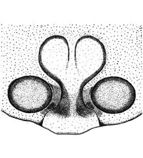 speciesimage