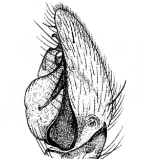 speciesimage