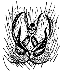 speciesimage