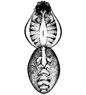 speciesimage