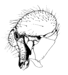 speciesimage