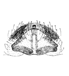 speciesimage