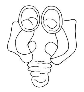 speciesimage