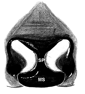 speciesimage
