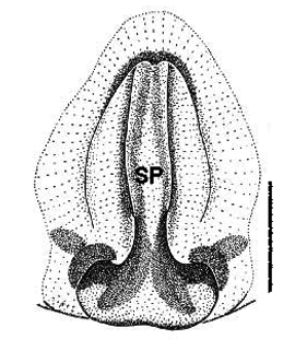 speciesimage