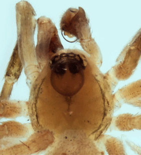 species