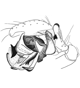 speciesimage