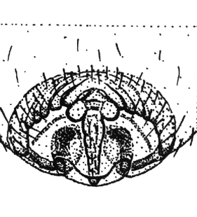 speciesimage