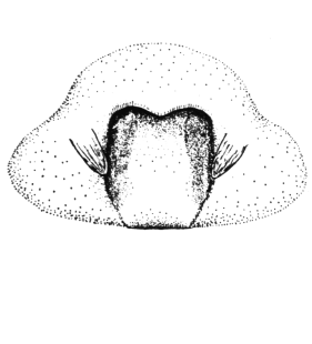 speciesimage