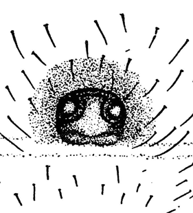 speciesimage