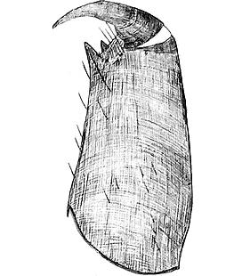 species