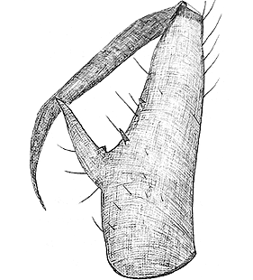 species