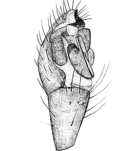 species