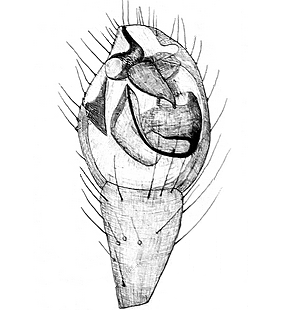 species