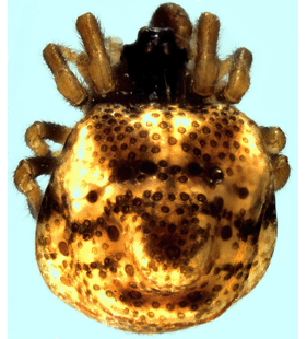 species