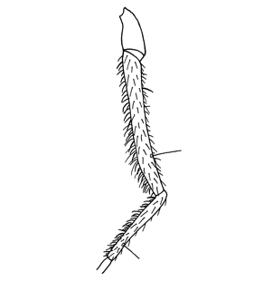 speciesimage