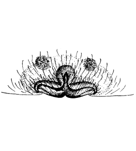 speciesimage