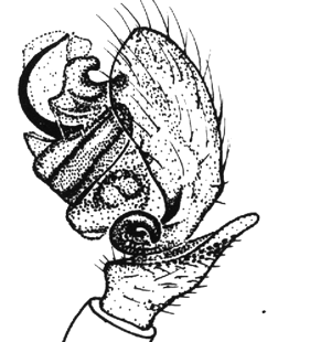 speciesimage