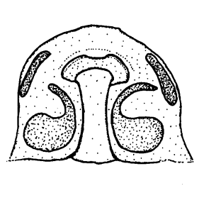 speciesimage