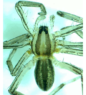 speciesimage