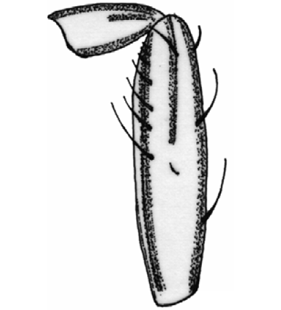 speciesimage