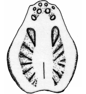 speciesimage