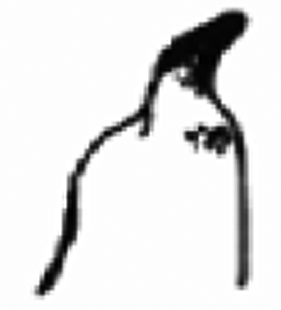 speciesimage
