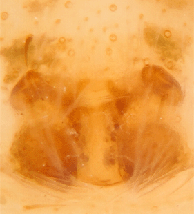 speciesimage