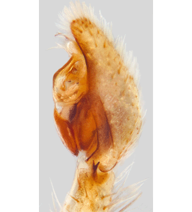 speciesimage